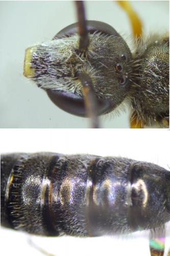 Seladonia tumulorum